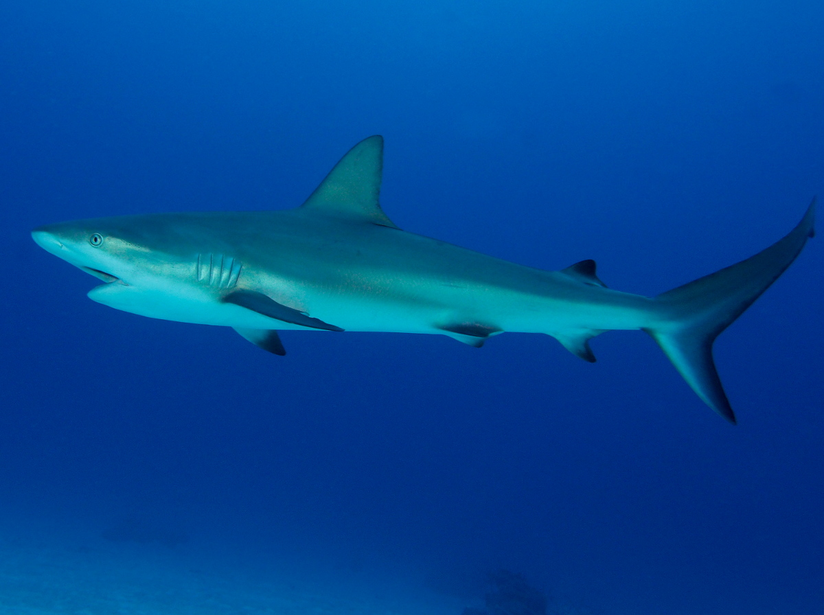 Caribbean Reef Shark